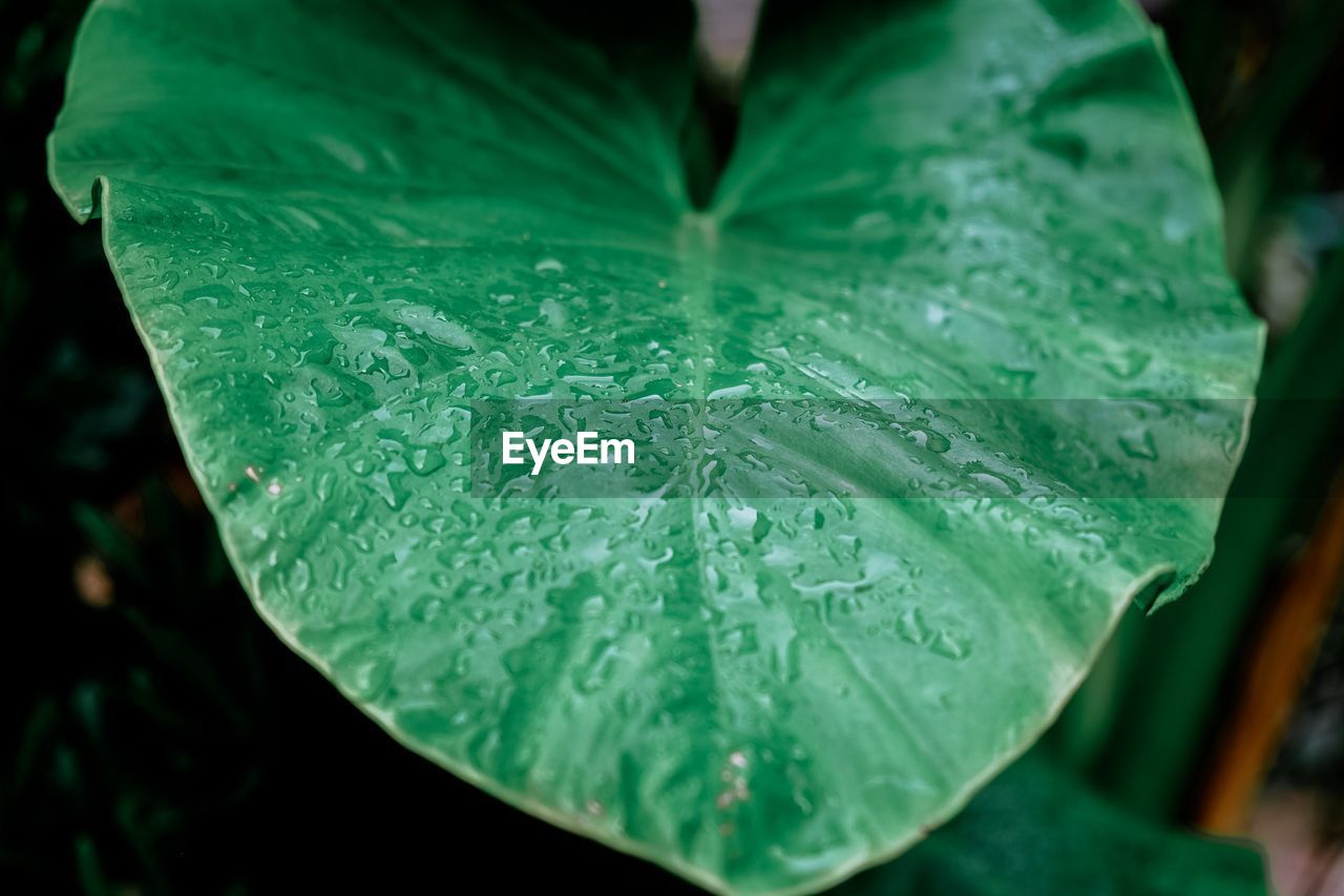 Close-up of raindrops on green leaf