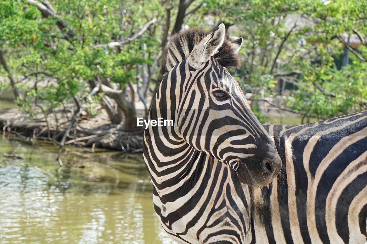 VIEW OF A ZEBRA