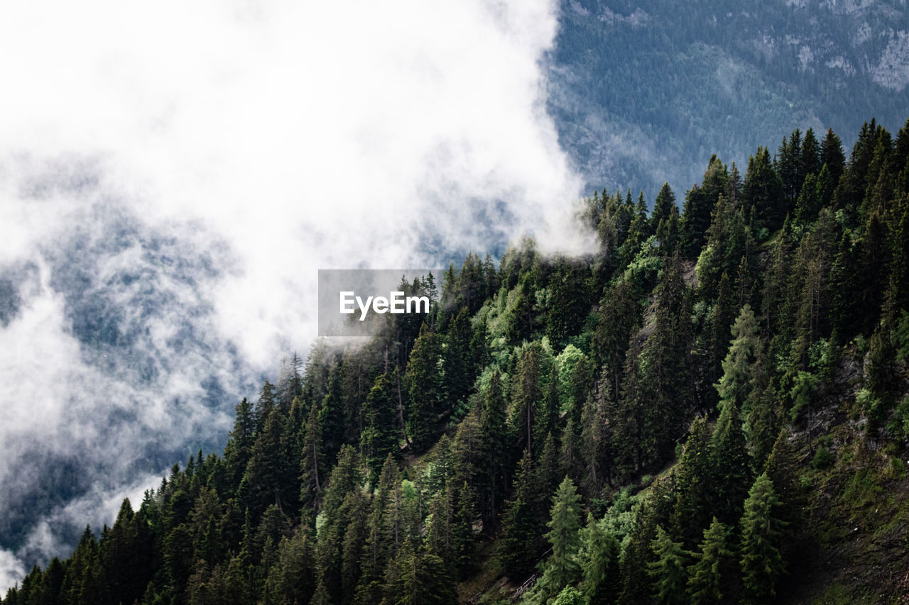 Scenic view of pine trees against sky