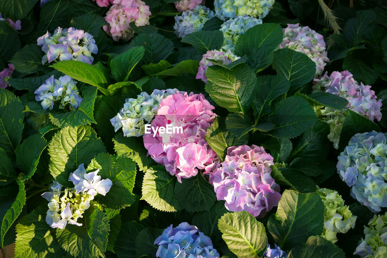 CLOSE-UP OF HYDRANGEA FLOWERS