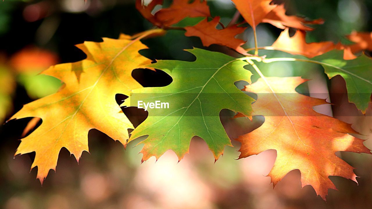 Close-up of autumnal leaves on tree