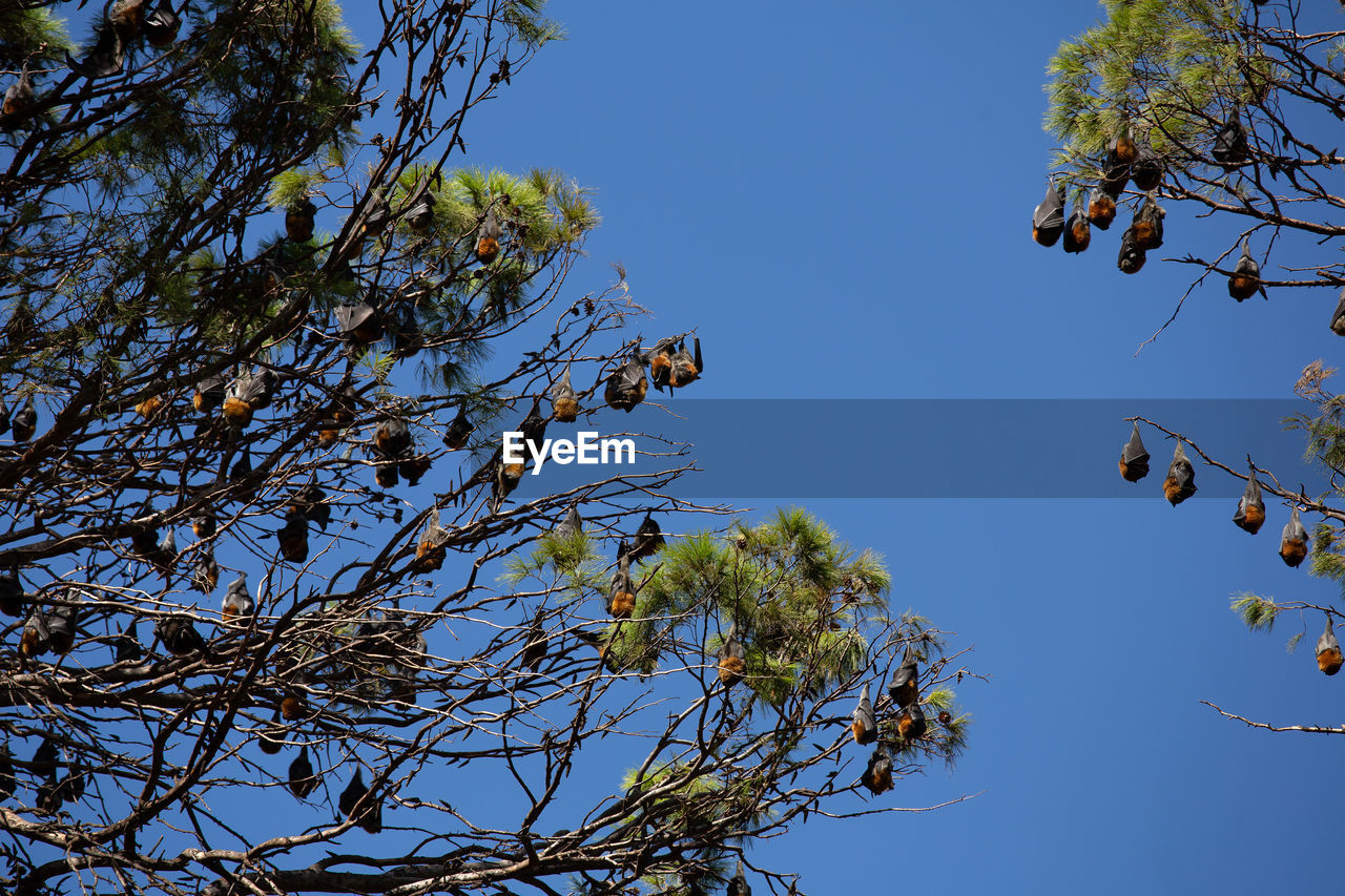 Low angle view of hundreds bats in tree against blue sky