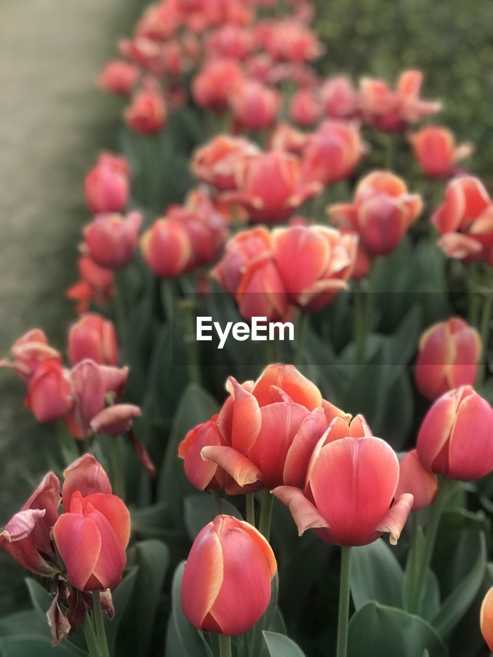 plant, flower, flowering plant, beauty in nature, freshness, tulip, nature, close-up, petal, growth, pink, fragility, flower head, inflorescence, focus on foreground, red, no people, springtime, plant part, leaf, flowerbed, blossom, outdoors, botany, day, selective focus, green, bud, vibrant color, garden, plant stem, multi colored
