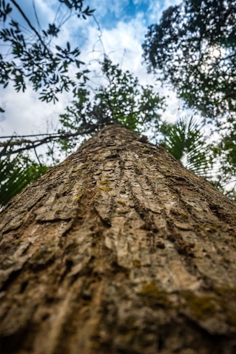 LOW ANGLE VIEW OF TREES AGAINST SKY