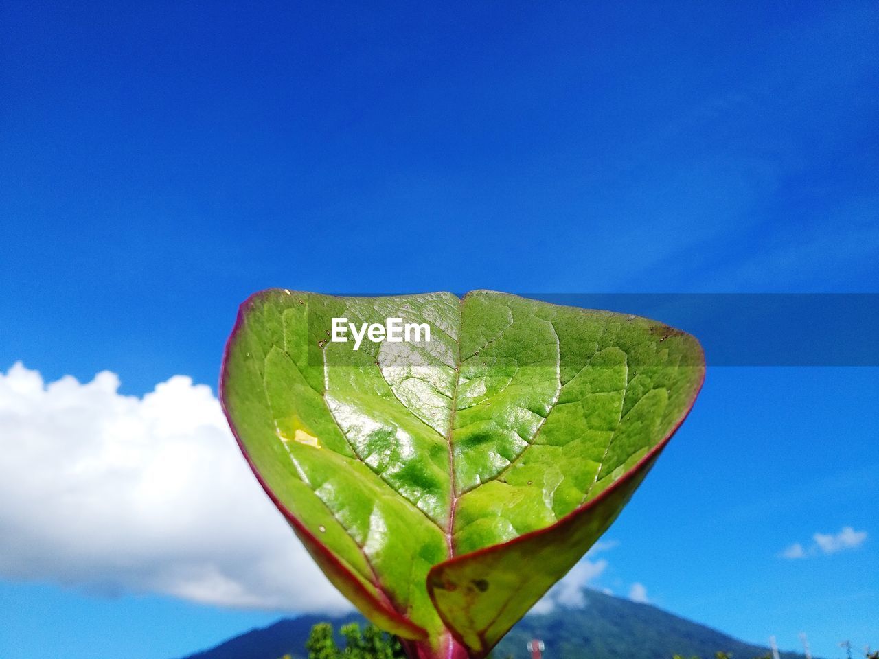 Close-up of leaf against blue sky