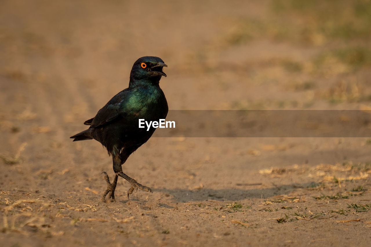 close-up of bird perching on land