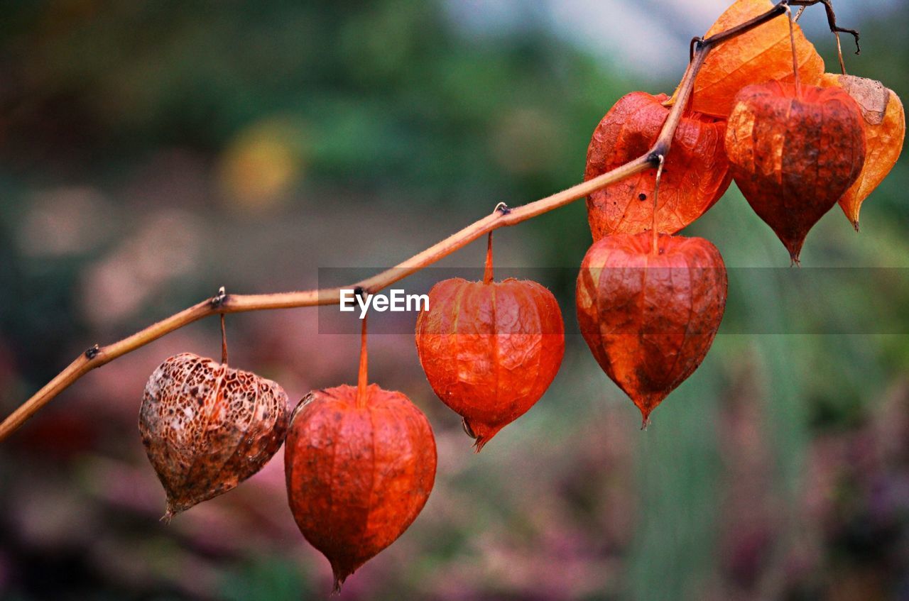 fruit, food, plant, food and drink, healthy eating, flower, autumn, nature, focus on foreground, leaf, close-up, tree, no people, macro photography, produce, freshness, growth, hanging, branch, red, rose hip, outdoors, wellbeing, day, plant part, beauty in nature, ripe, agriculture, dried fruit