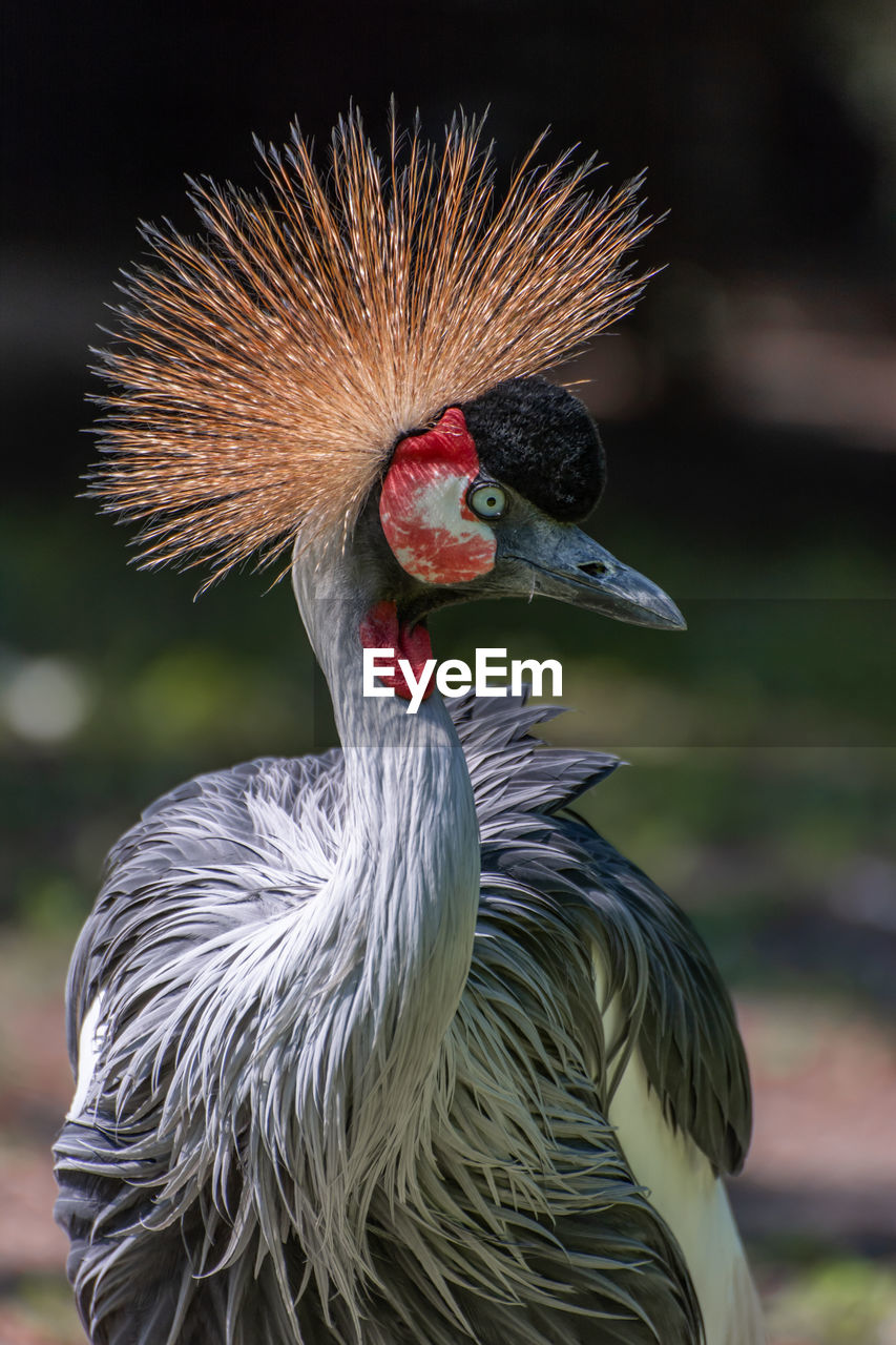 Close-up portrait of a crane