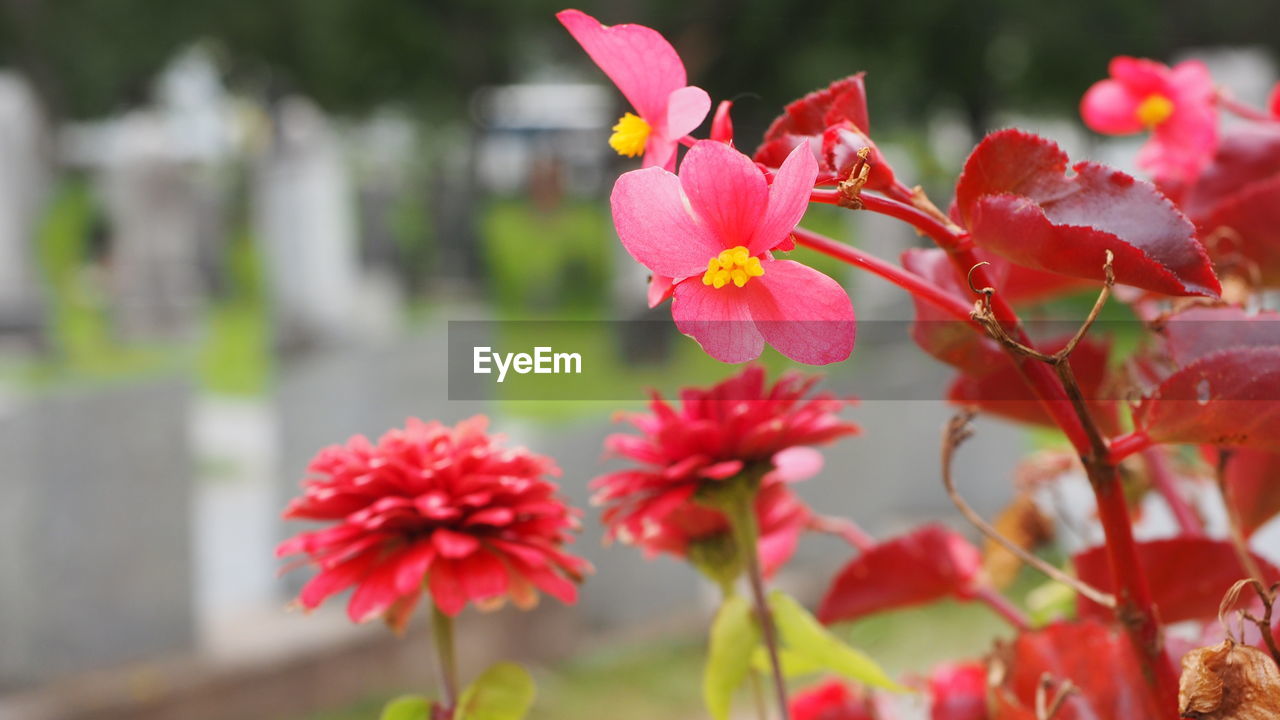 flower, plant, flowering plant, beauty in nature, freshness, nature, close-up, red, pink, fragility, petal, focus on foreground, growth, no people, blossom, flower head, outdoors, inflorescence, day, springtime, plant part, leaf, macro photography, selective focus