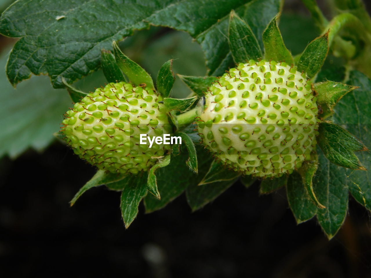 Close-up of strawberry growing on plant