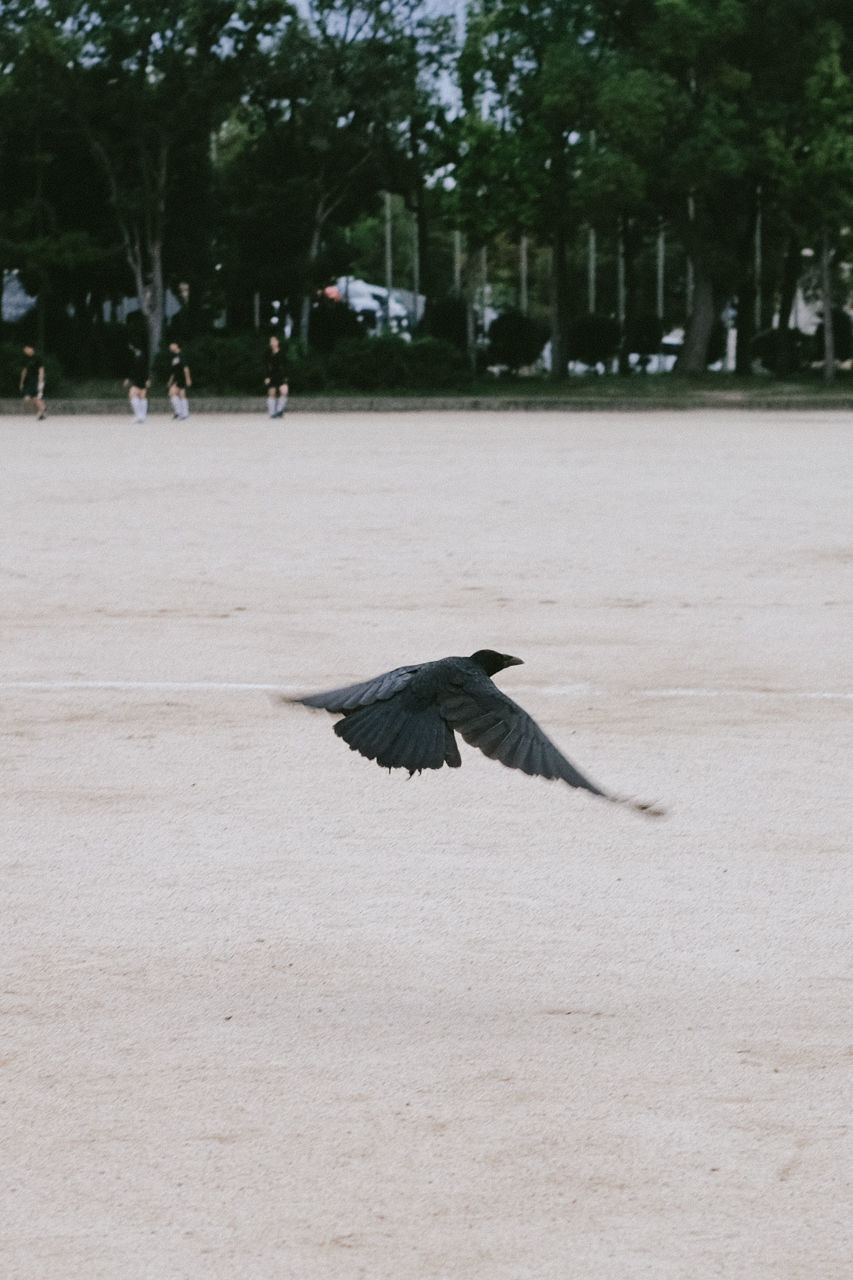 BIRD FLYING IN SKY