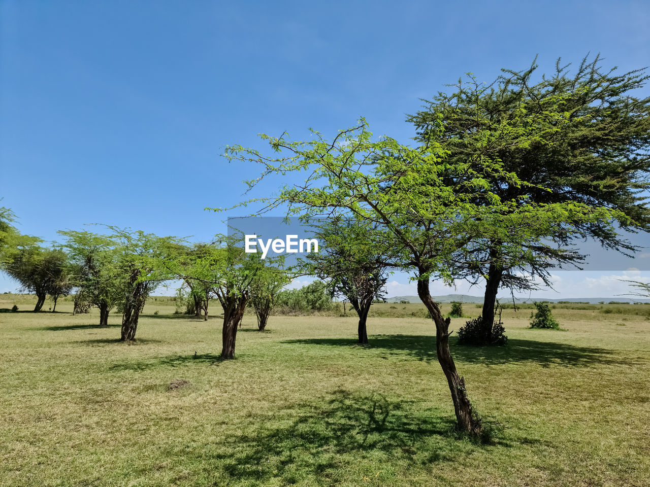 plant, tree, sky, grass, savanna, landscape, nature, environment, land, beauty in nature, field, green, no people, scenics - nature, tranquility, day, tranquil scene, rural area, growth, outdoors, blue, sunlight, clear sky, non-urban scene, plain, meadow, shadow, grassland, sunny, flower, natural environment, rural scene