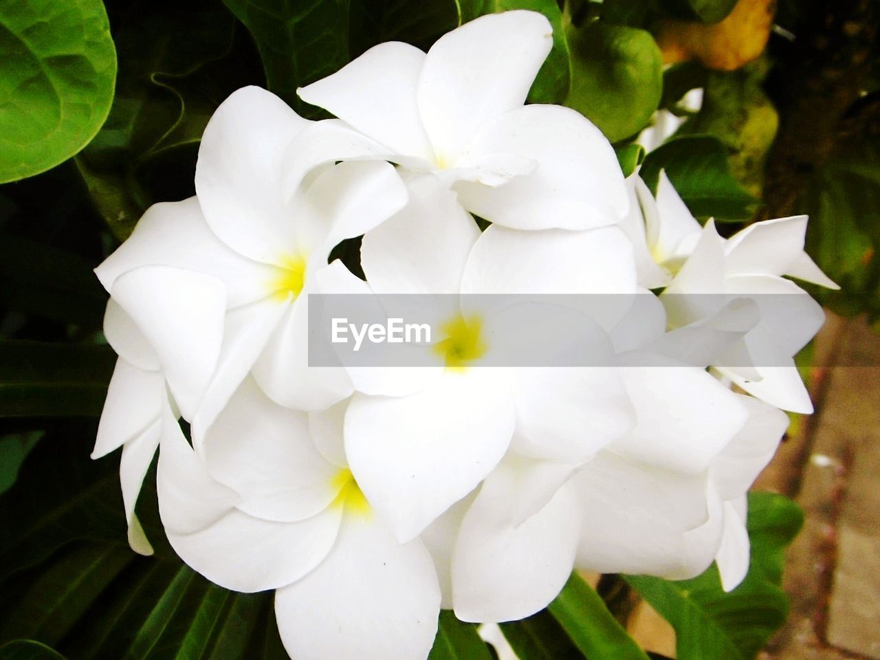 WHITE FLOWERS BLOOMING OUTDOORS