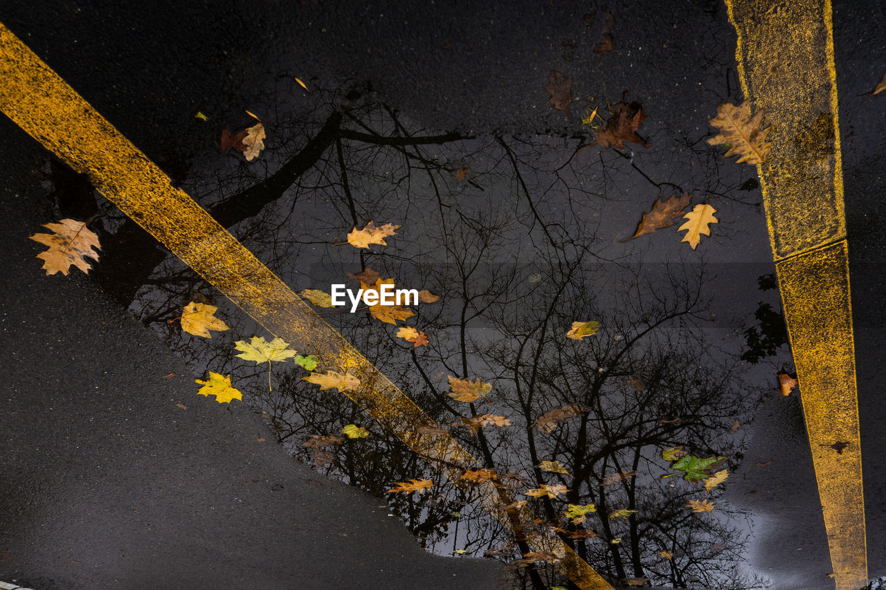 High angle view of yellow flowering plant by tree during autumn
