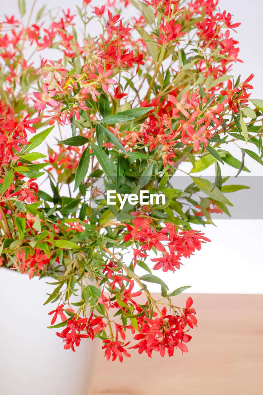 Close-up of red flowers blooming on tree