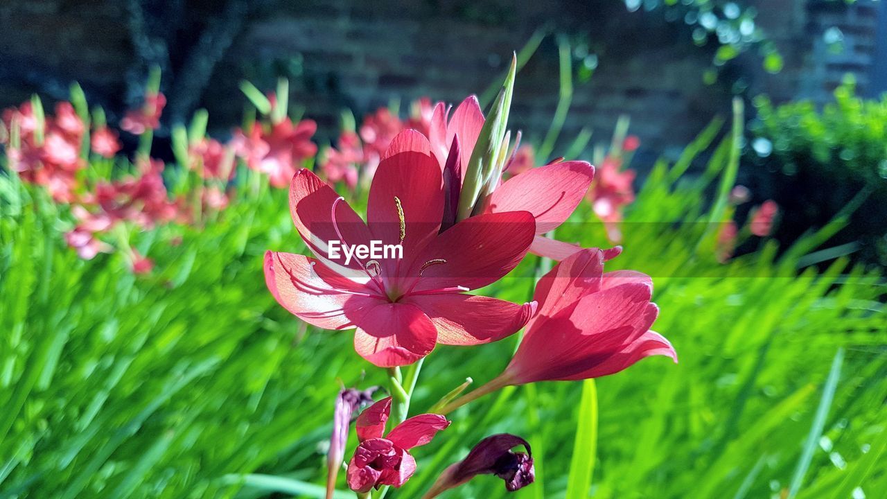 CLOSE-UP OF FLOWER BLOOMING IN GRASS