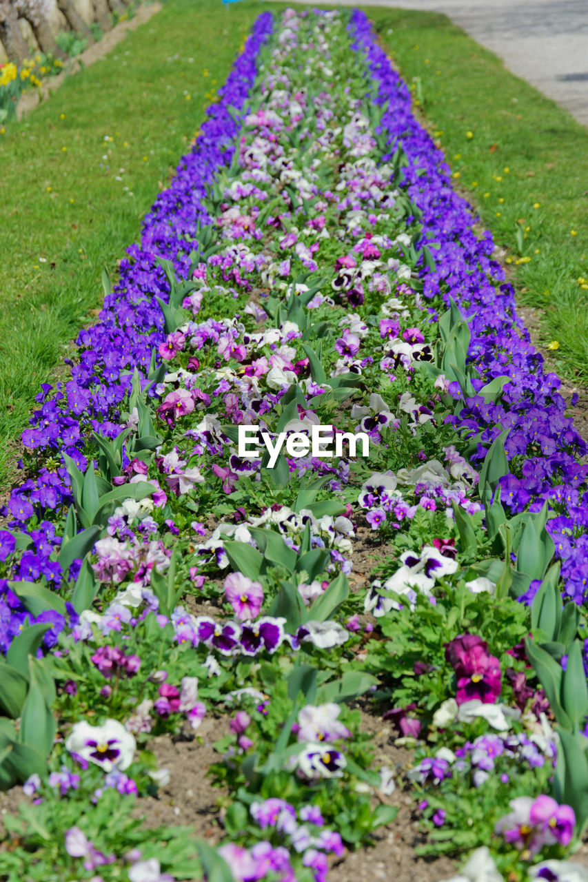 CLOSE-UP OF PURPLE CROCUS BLOOMING ON FIELD