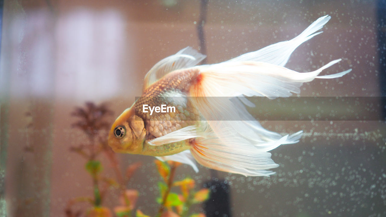 CLOSE-UP OF FISH UNDERWATER