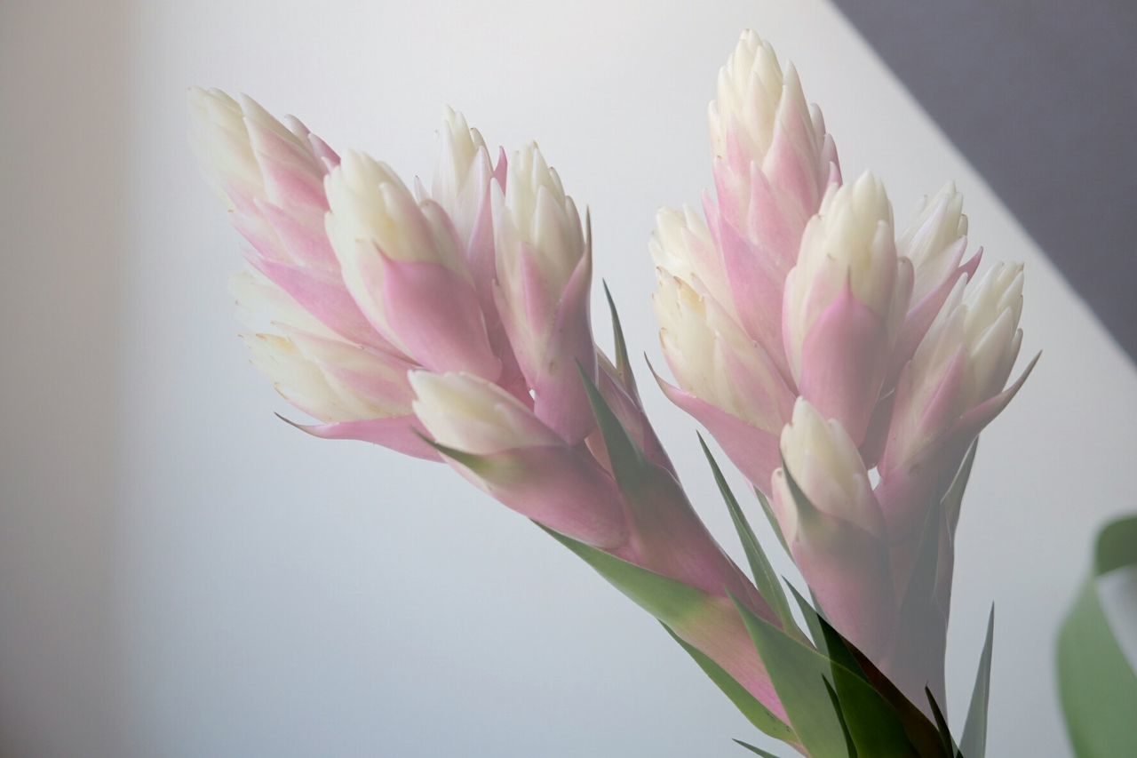 CLOSE-UP OF PINK FLOWER AGAINST WHITE WALL