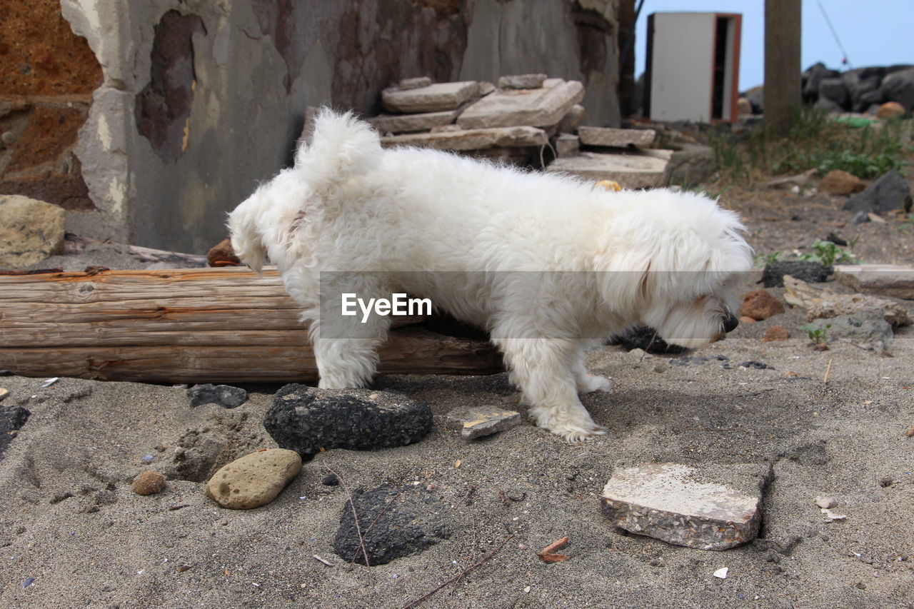 White dog lying on rock