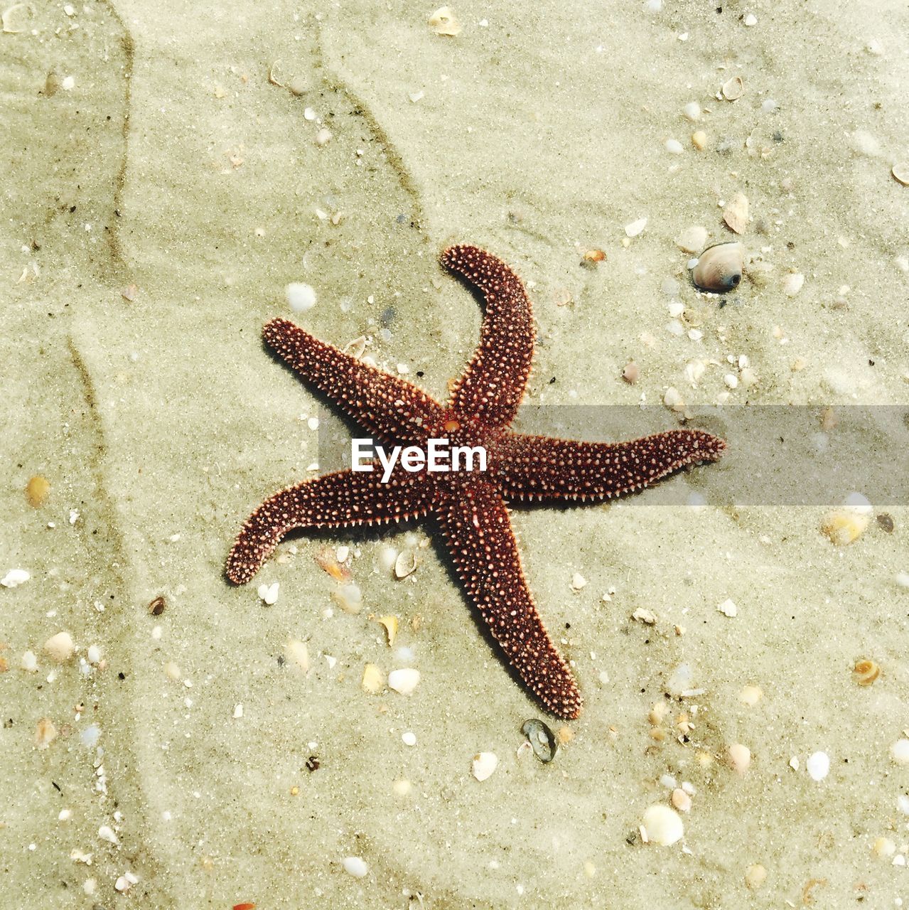 High angle view of starfish on sand