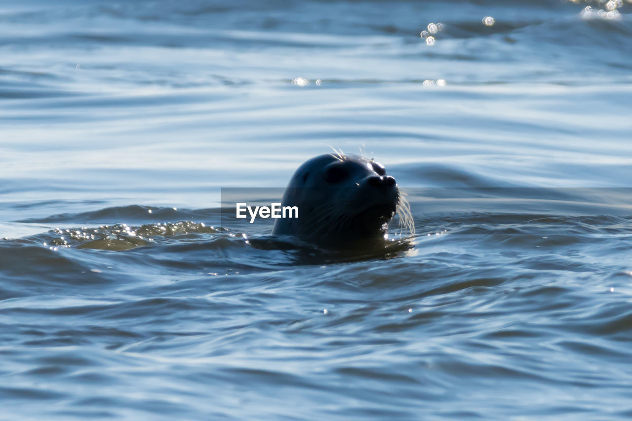 CLOSE-UP OF SEAL SWIMMING IN SEA