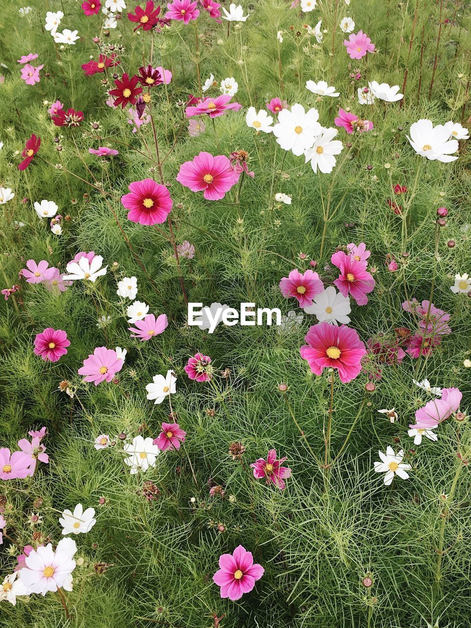 HIGH ANGLE VIEW OF FLOWERS BLOOMING ON FIELD