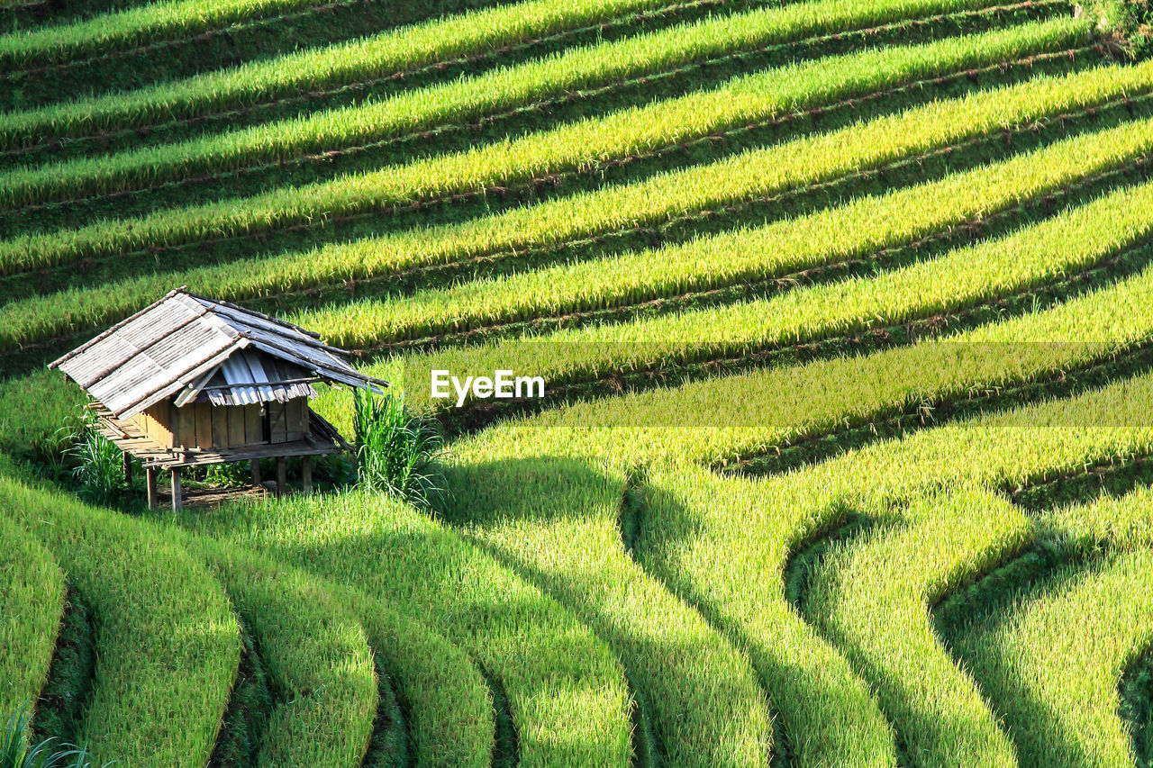 SCENIC VIEW OF AGRICULTURAL FIELD AGAINST CLEAR SKY