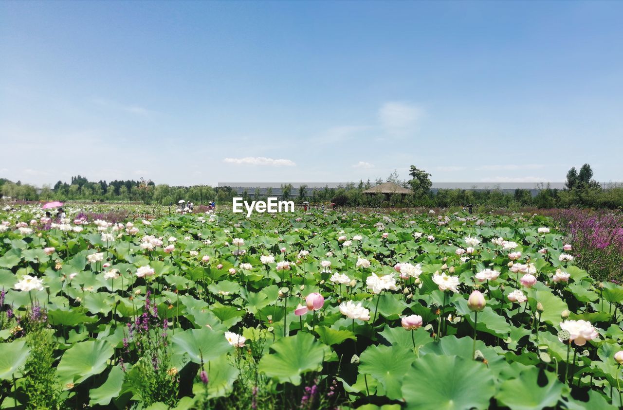 Flowers blooming on field against sky