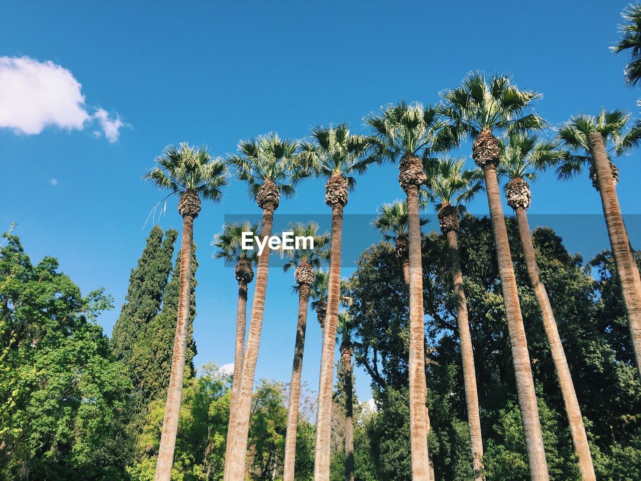 Low angle view of palm trees