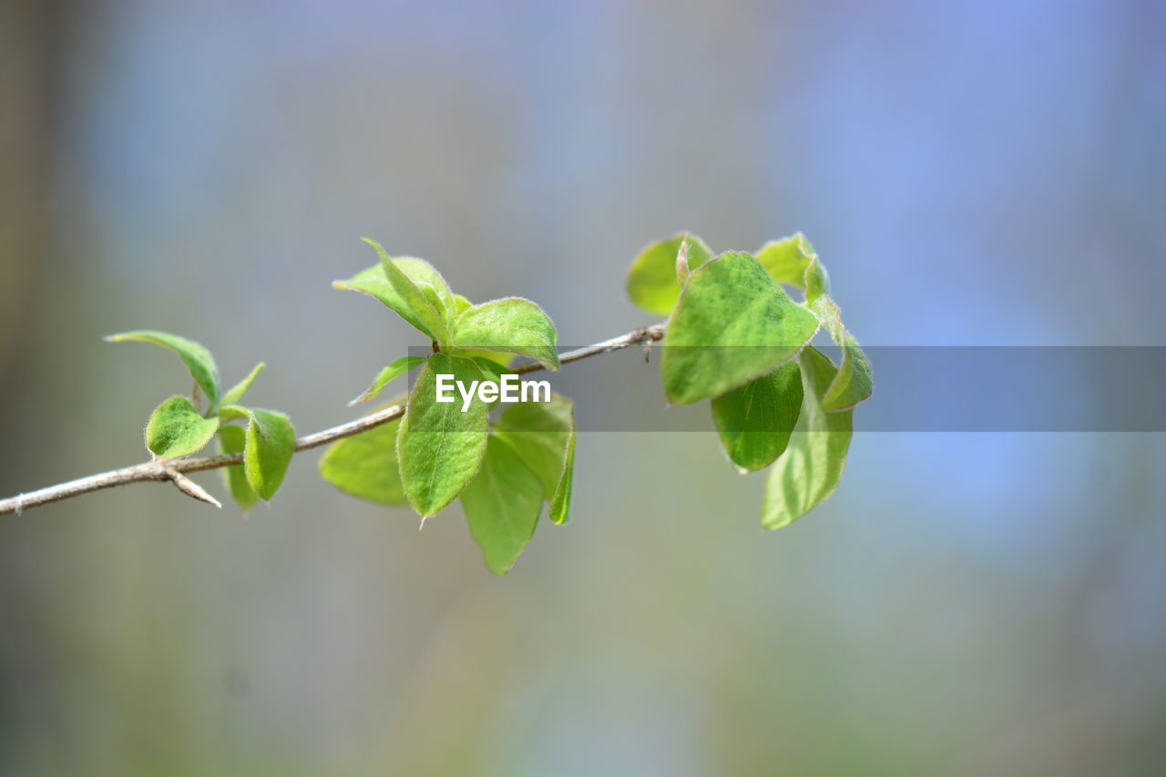 Close-up of green leaves on twig