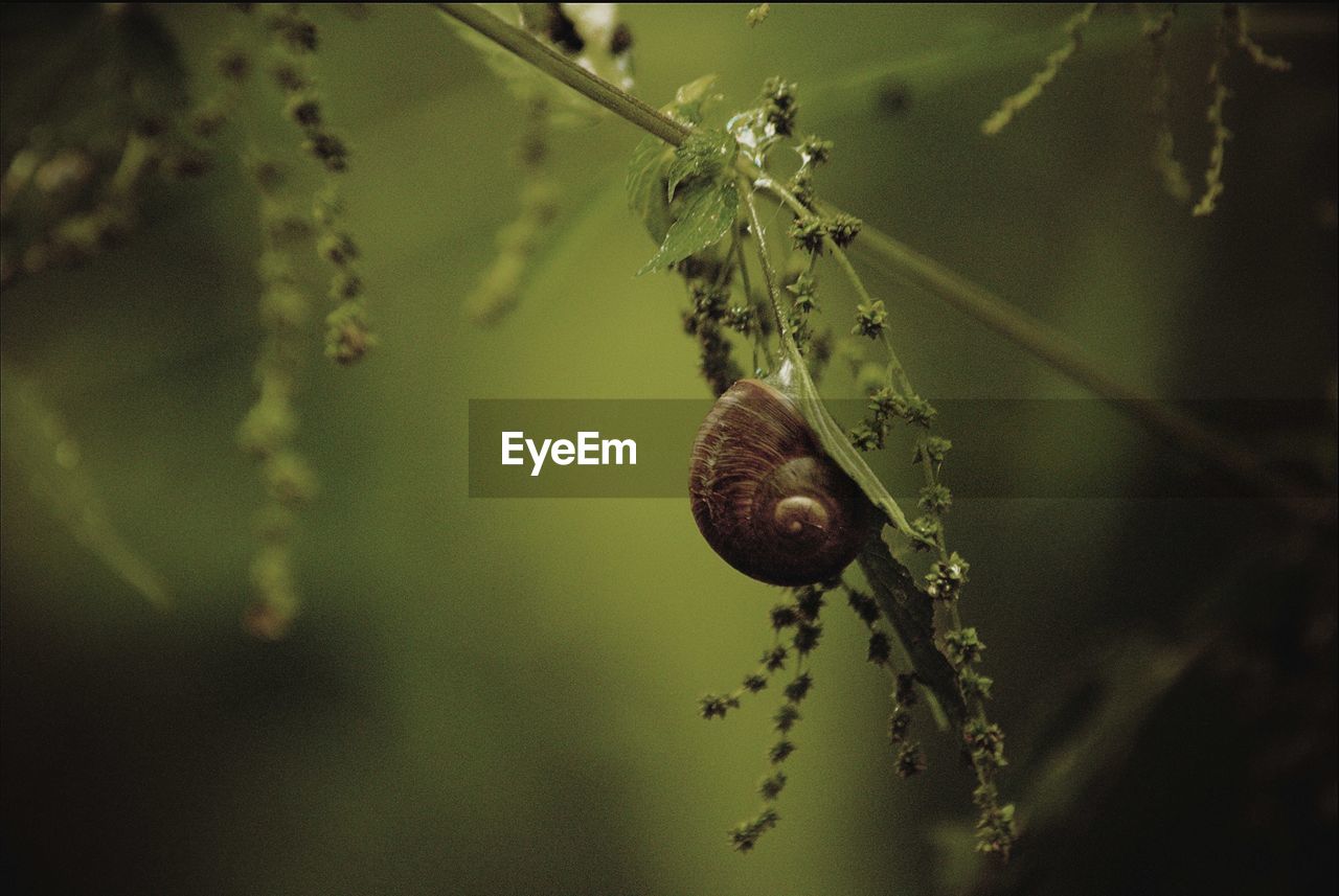 Close-up of snail on plant