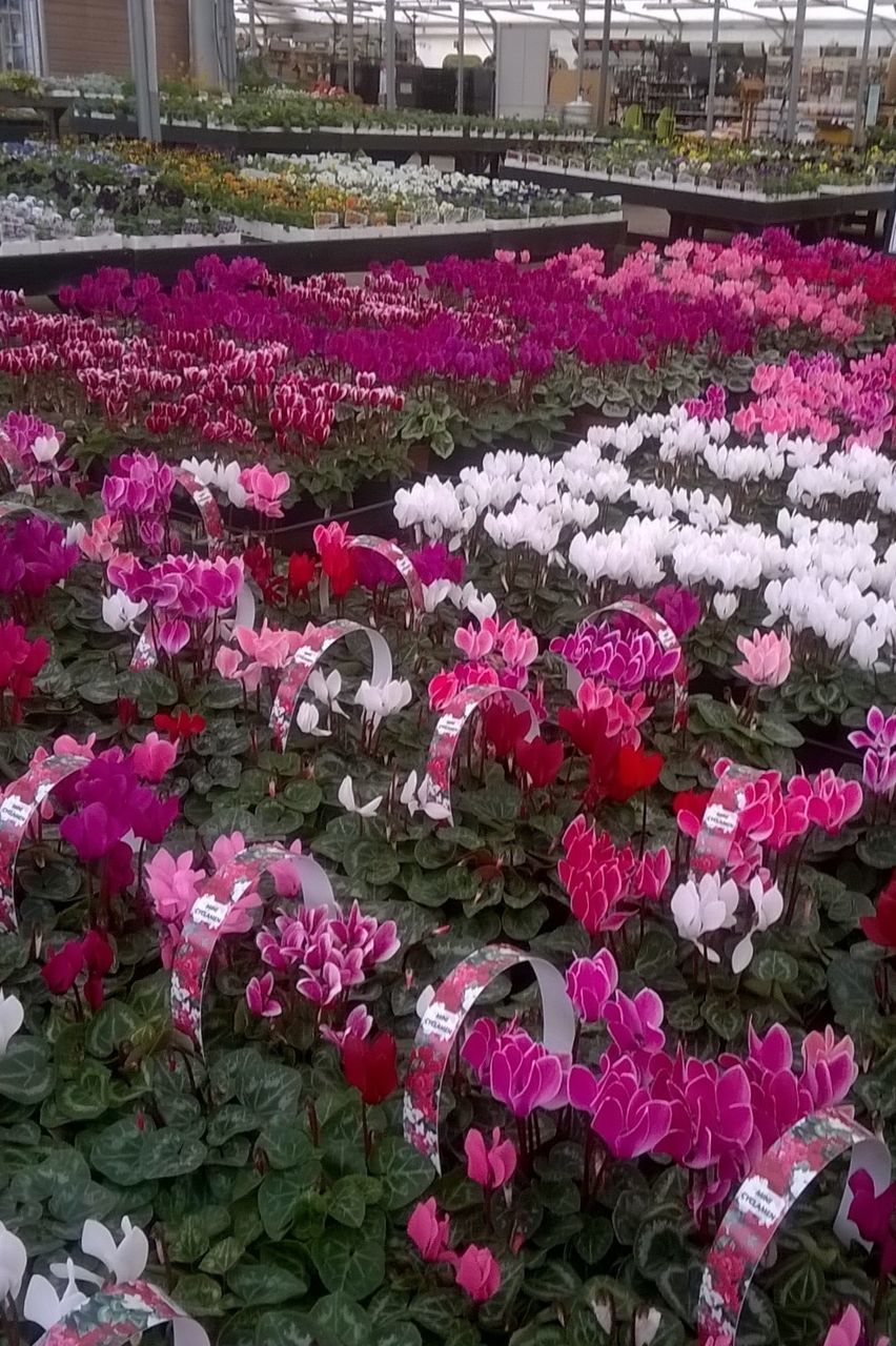 PINK FLOWERS BLOOMING IN PARK