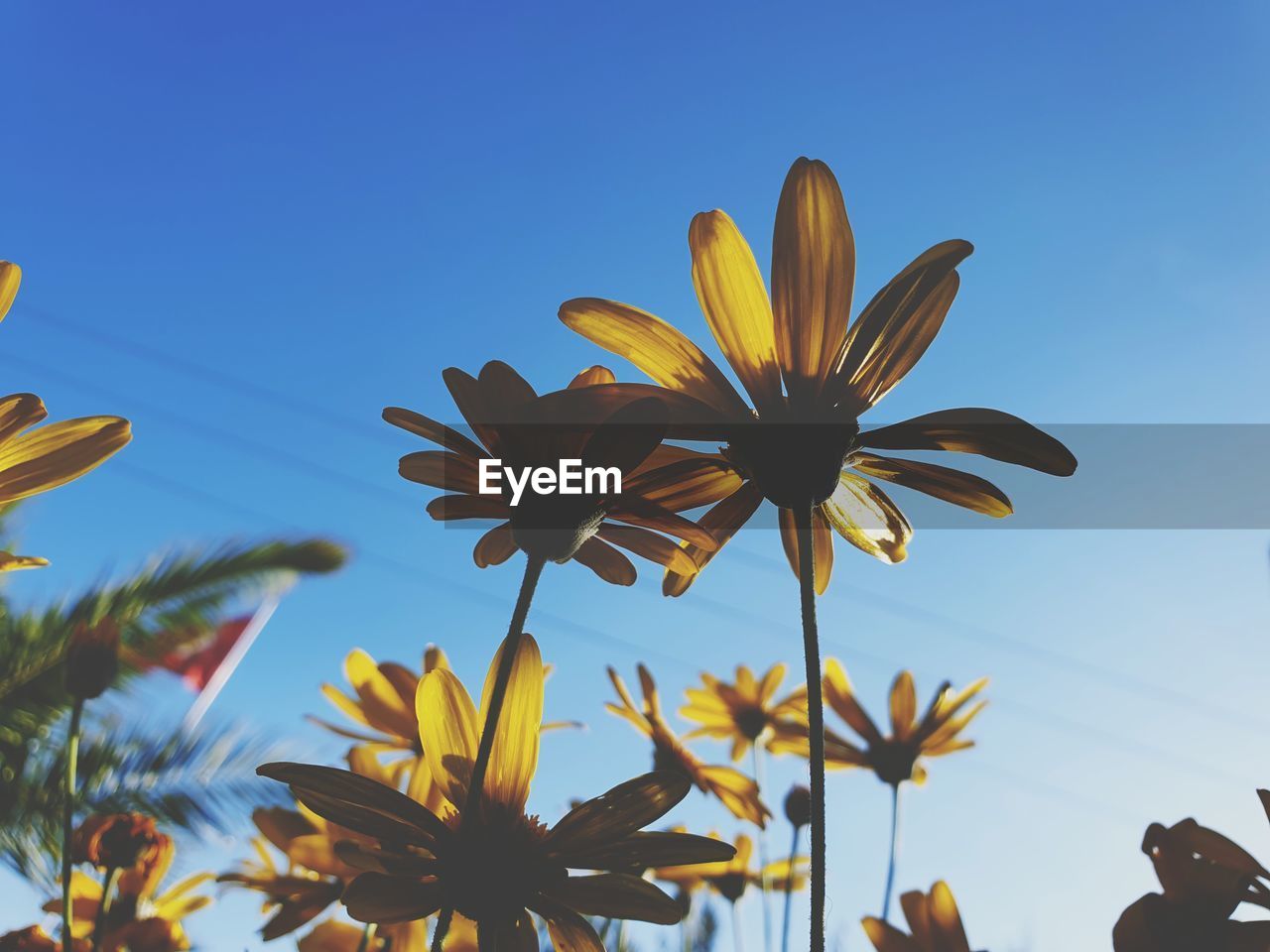 Low angle view of flowering plant against sky