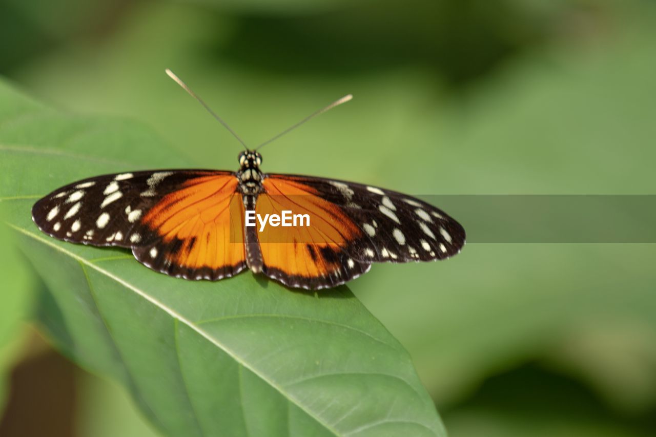 Butterfly on leaf