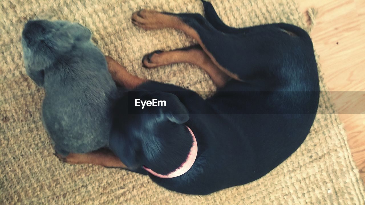 DOG RESTING ON WOODEN FLOOR