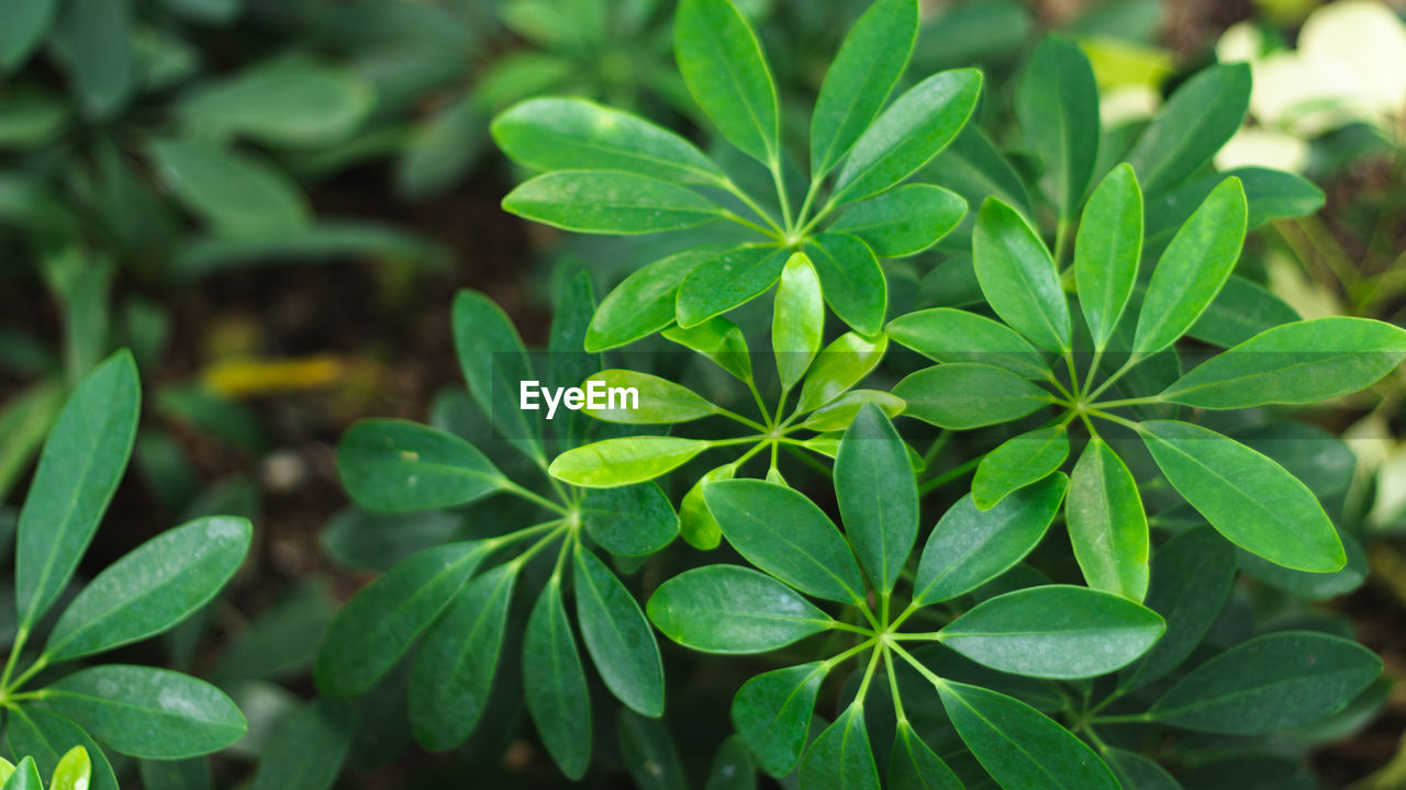 Close-up of green leaves