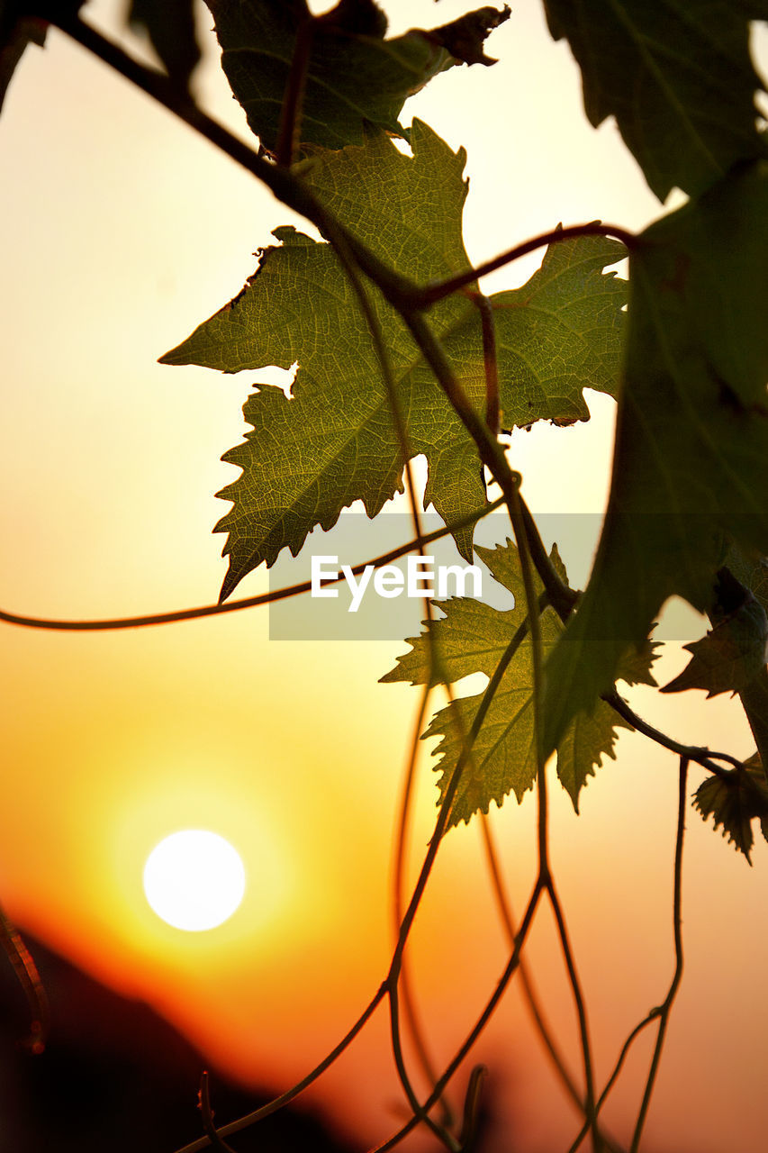 CLOSE-UP OF SILHOUETTE PLANT AGAINST SKY