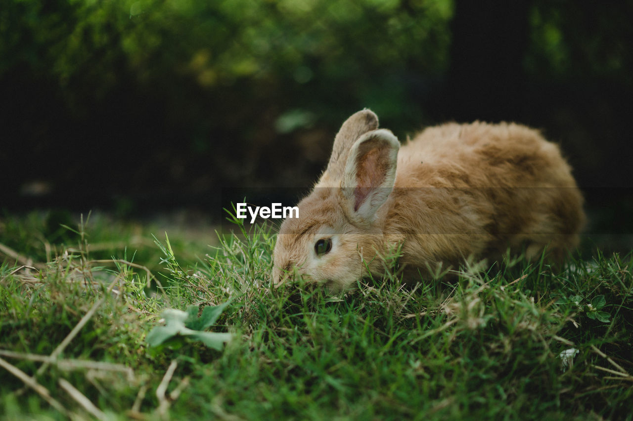 Rabbit on field