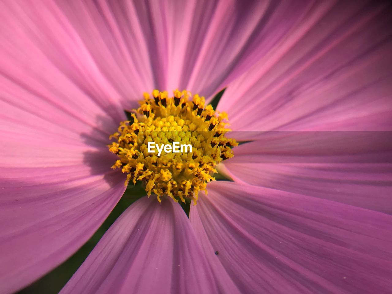 CLOSE-UP OF COSMOS FLOWER POLLEN