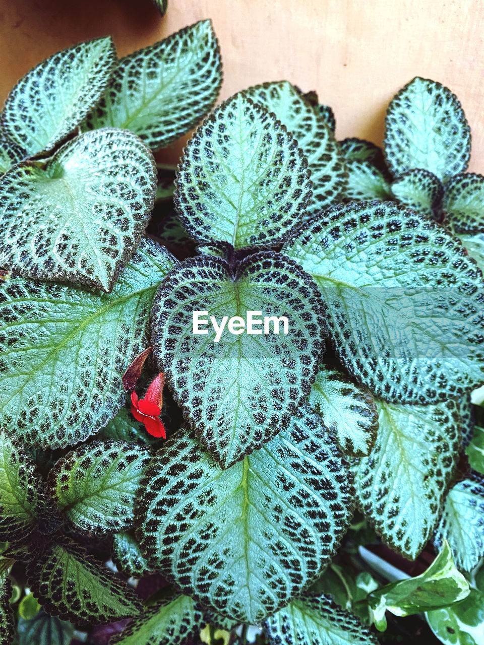 plant, green, flower, no people, succulent plant, nature, growth, cactus, close-up, beauty in nature, high angle view, day, leaf, freshness, plant part, outdoors, pattern, food