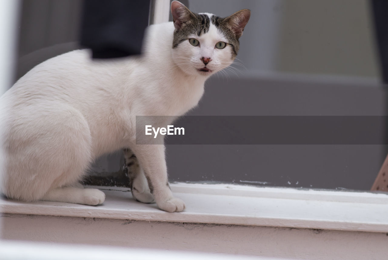 Portrait of a cat on window sill