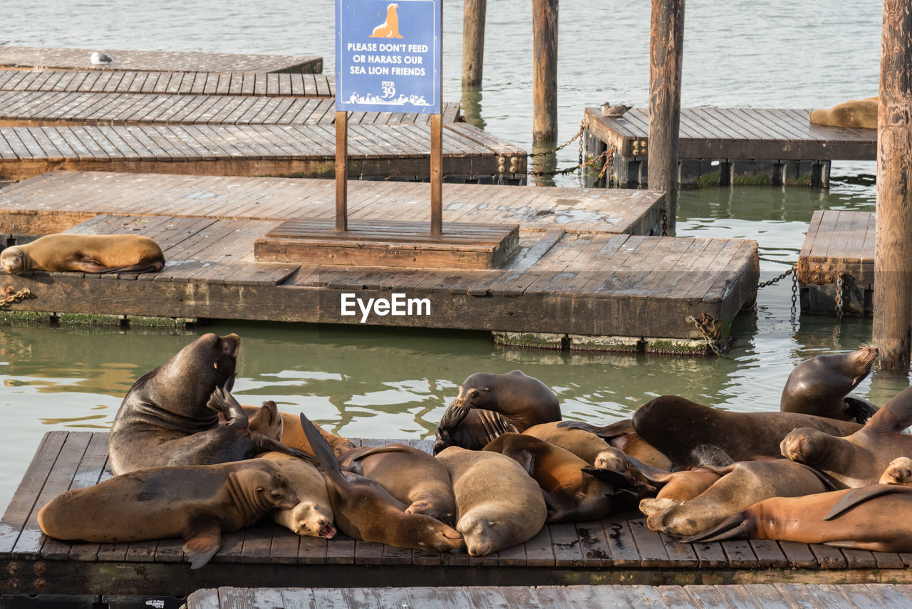 High angle view of lion on pier at lake