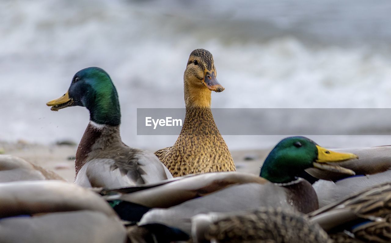 Close-up of duck