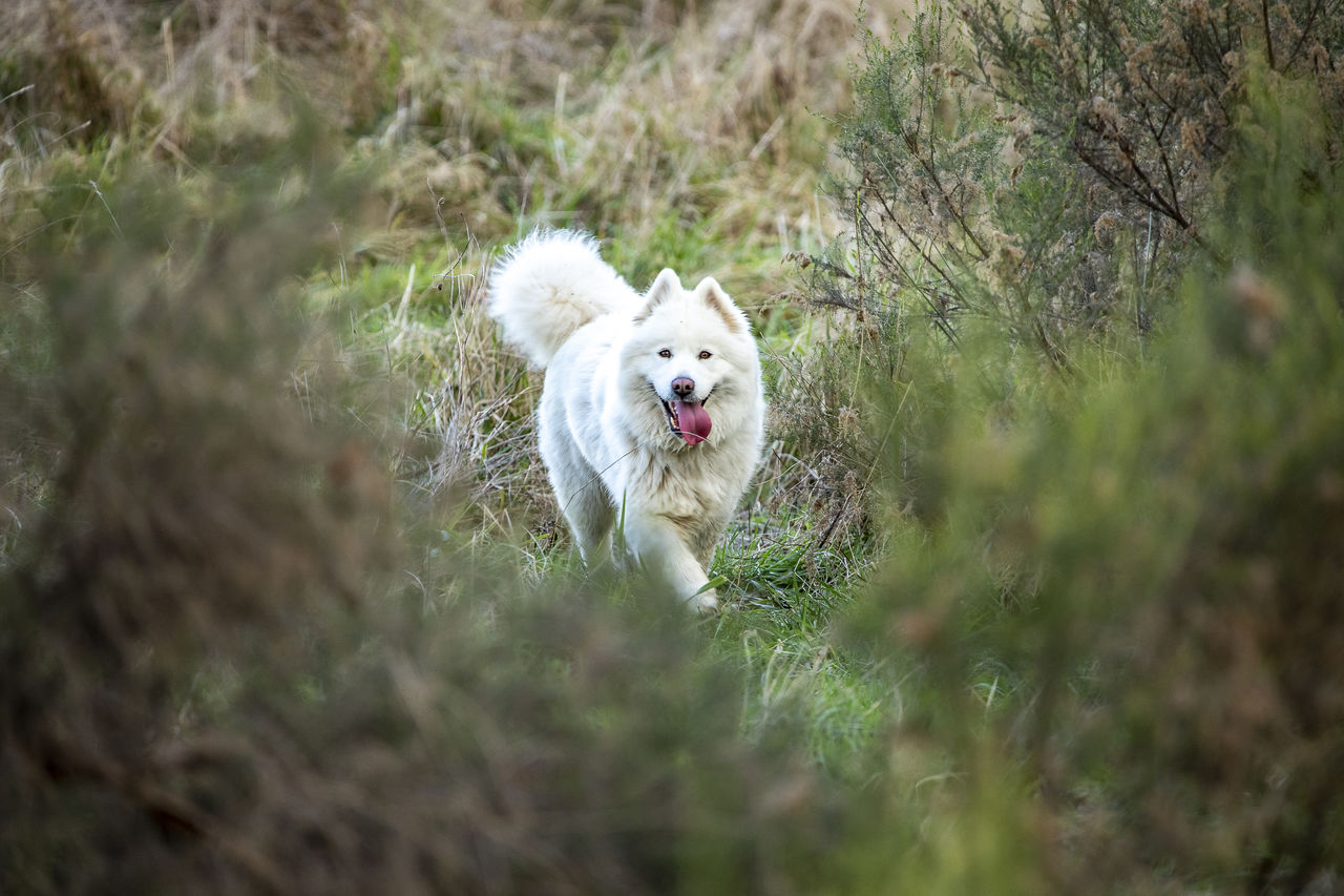 dog standing on grassy field