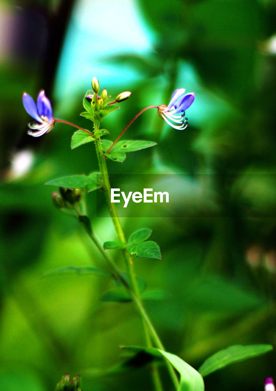 CLOSE-UP OF INSECT FLYING OVER FLOWER