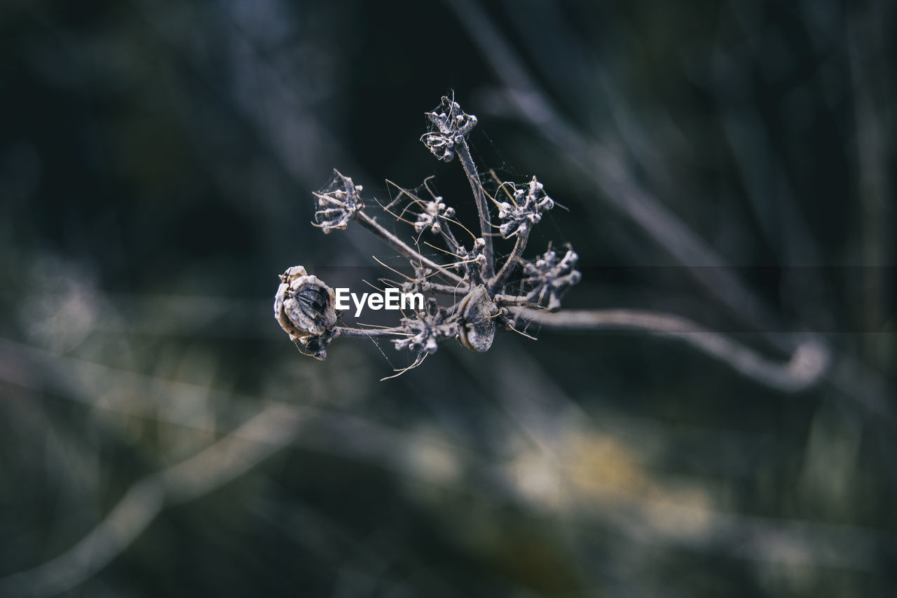 Plant seen from close up with dark background in winter