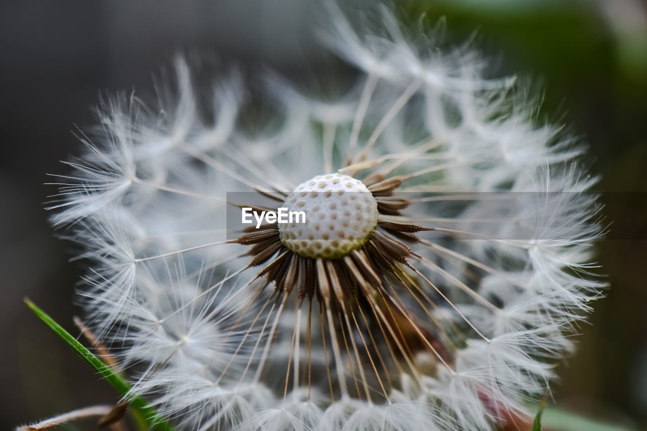 Close-up of dandelion on plant