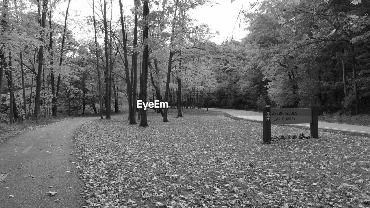 VIEW OF TREES IN FOREST