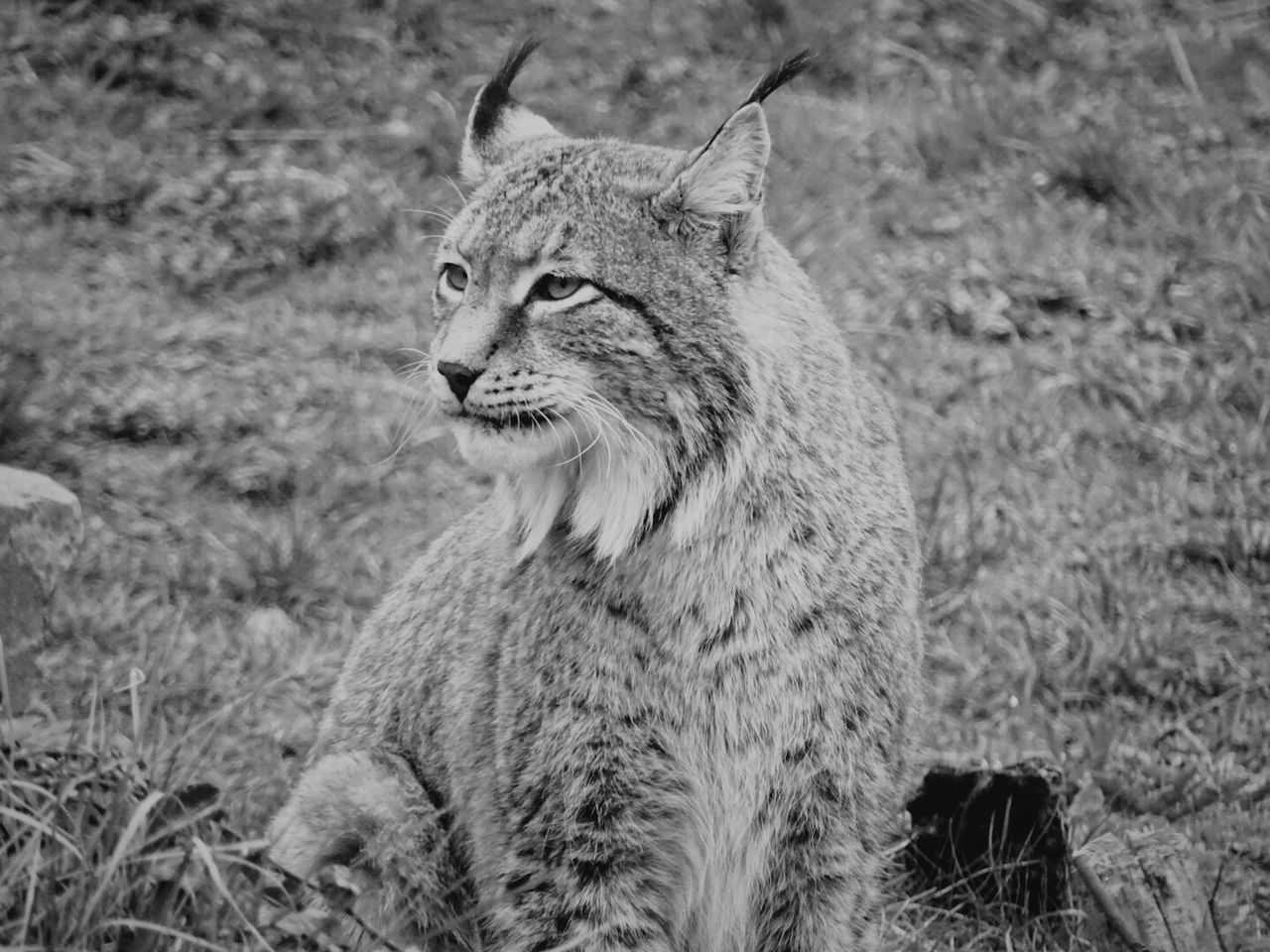 Lynx sitting on field